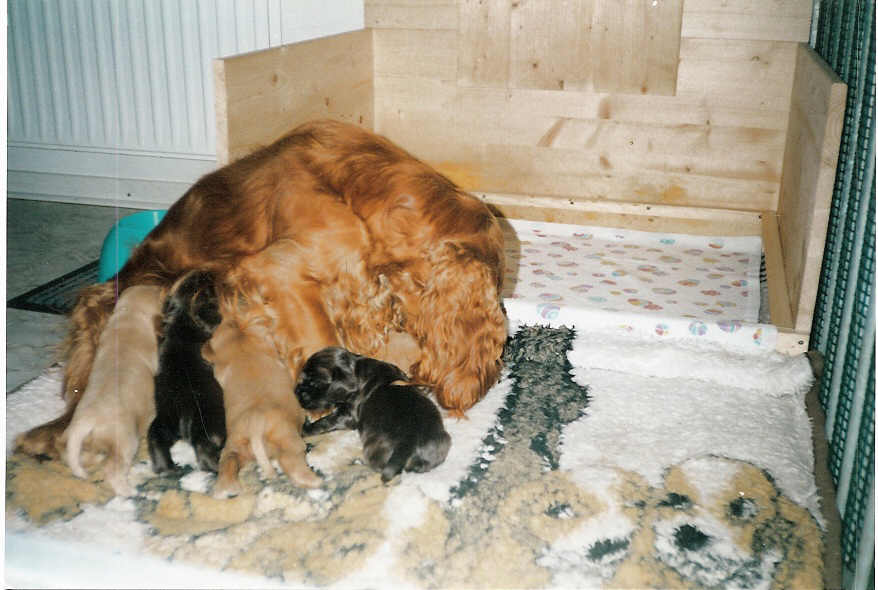 B-Wurf mit 3 Wochen