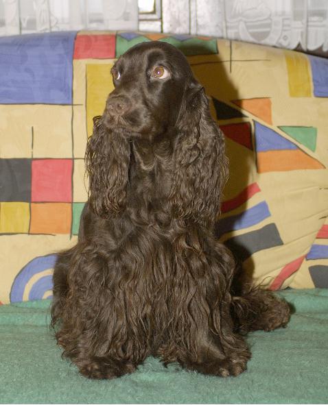Timbo's Brown Chantal